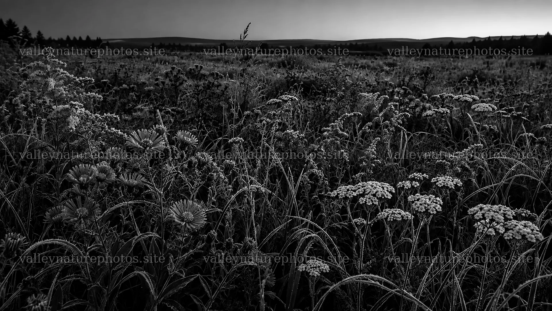 Dark Wildflower Meadow in Monochrome – nature photography 10324x5812