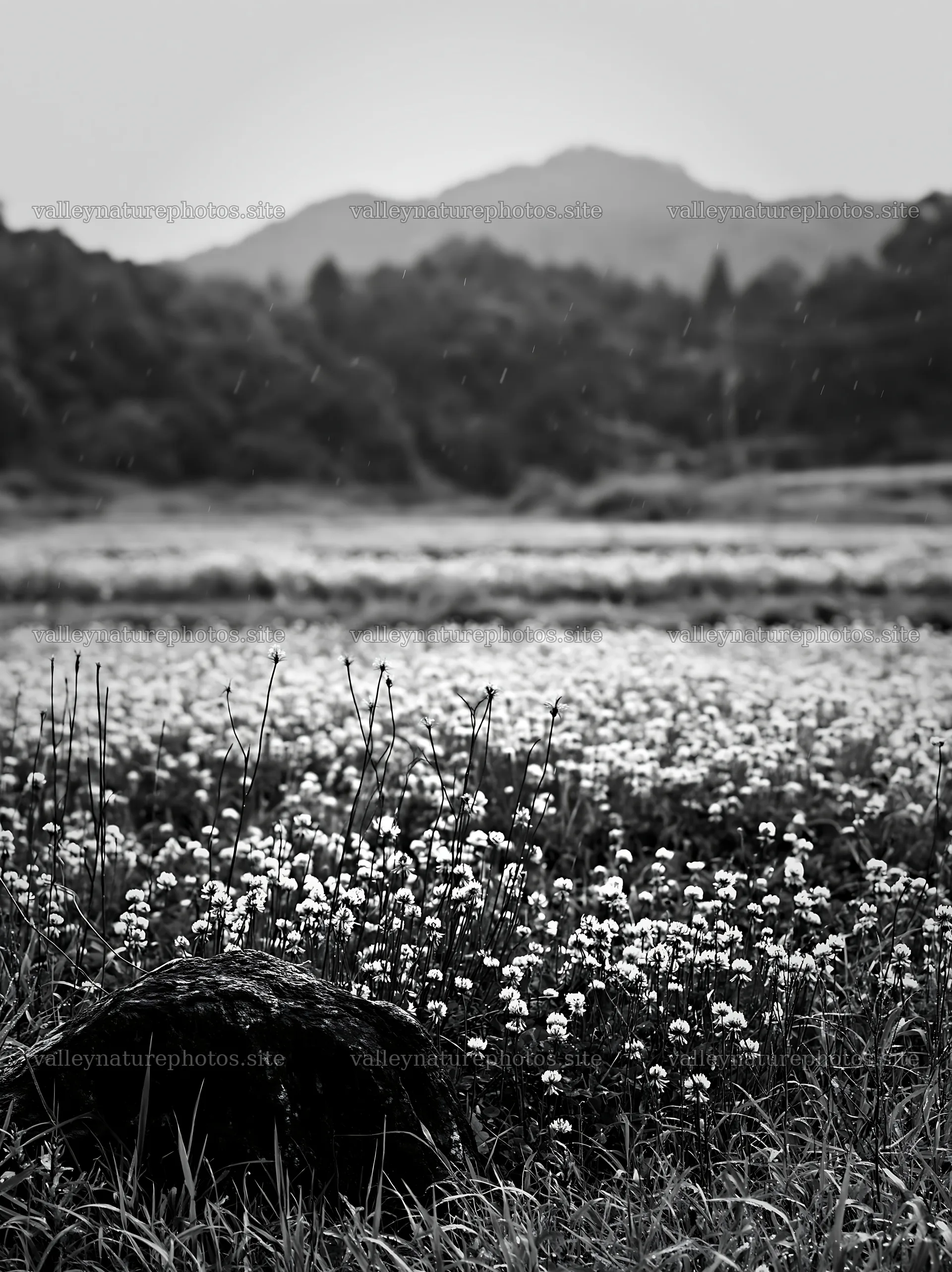 Hiroshima rainy meadow smooth rock foreground – nature photography 6866x9174