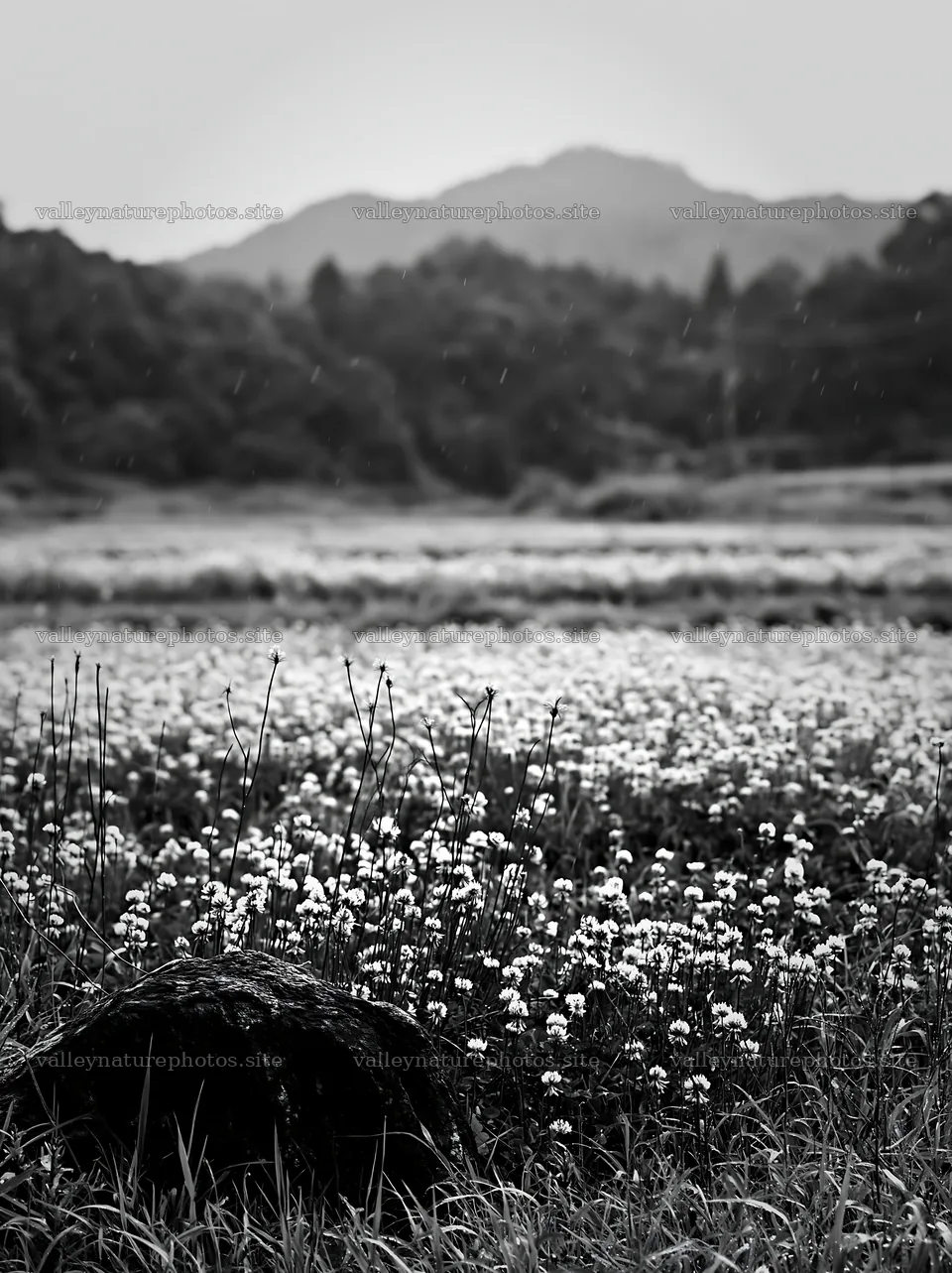 Hiroshima rainy meadow smooth rock foreground – nature photography 6866x9174
