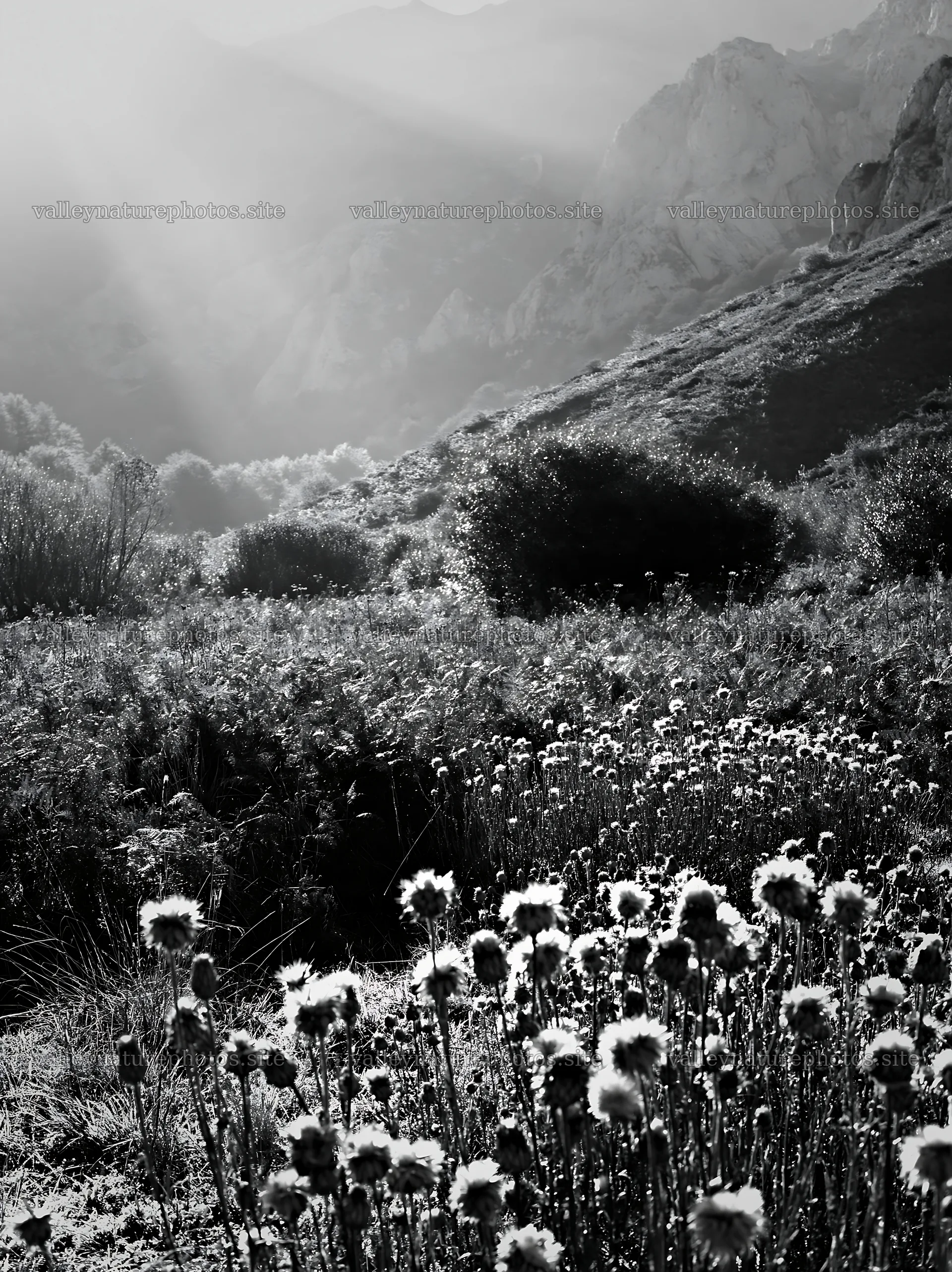 Sunlight shining over meadow in Picos de Europa mountains – nature photography 6866x9174