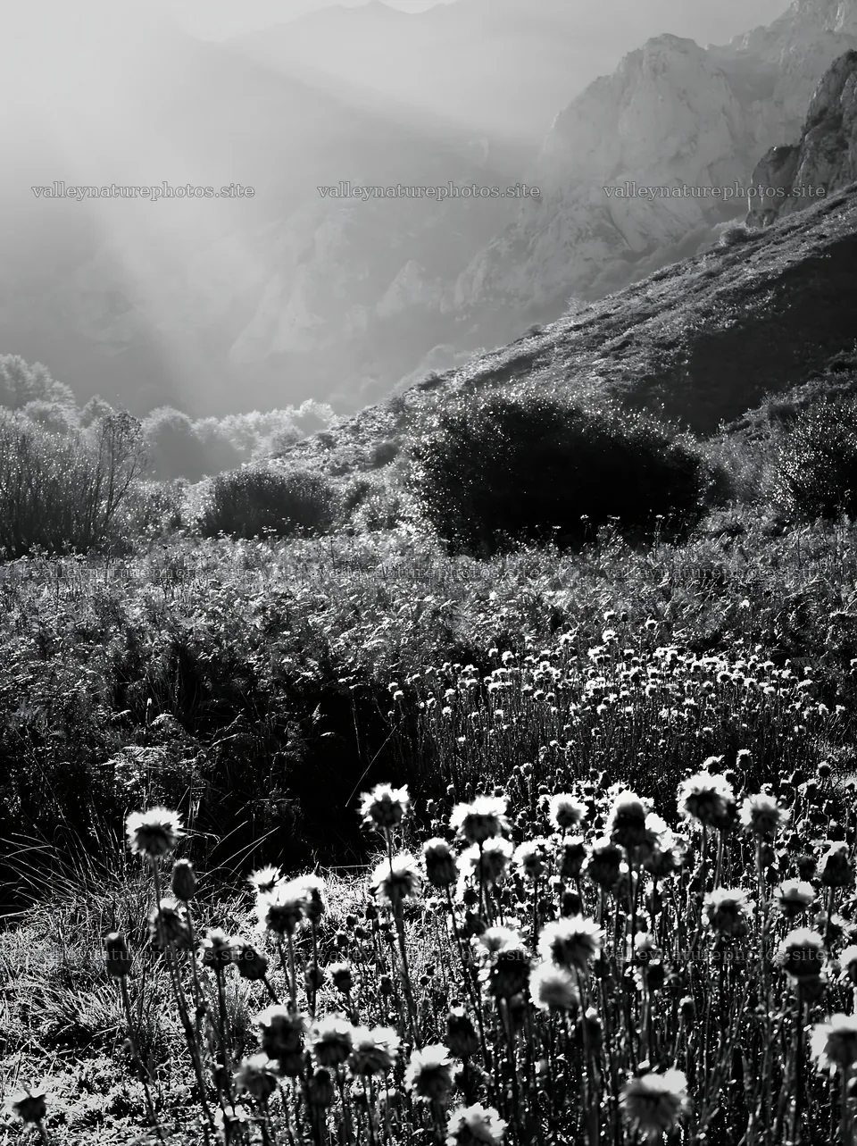 Sunlight shining over meadow in Picos de Europa mountains – nature photography 6866x9174