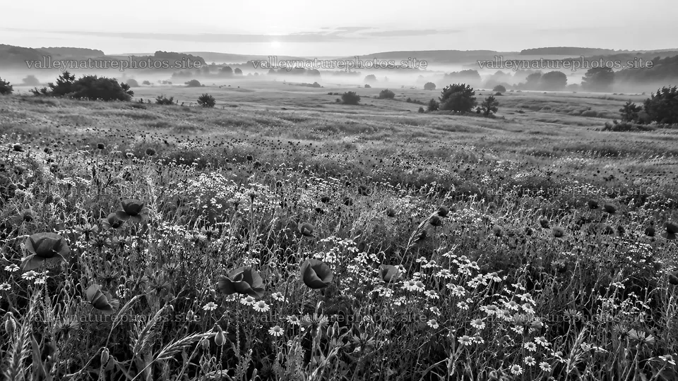 Monochrome Wildflower Meadow in Morning Mist – nature photography 10324x5812