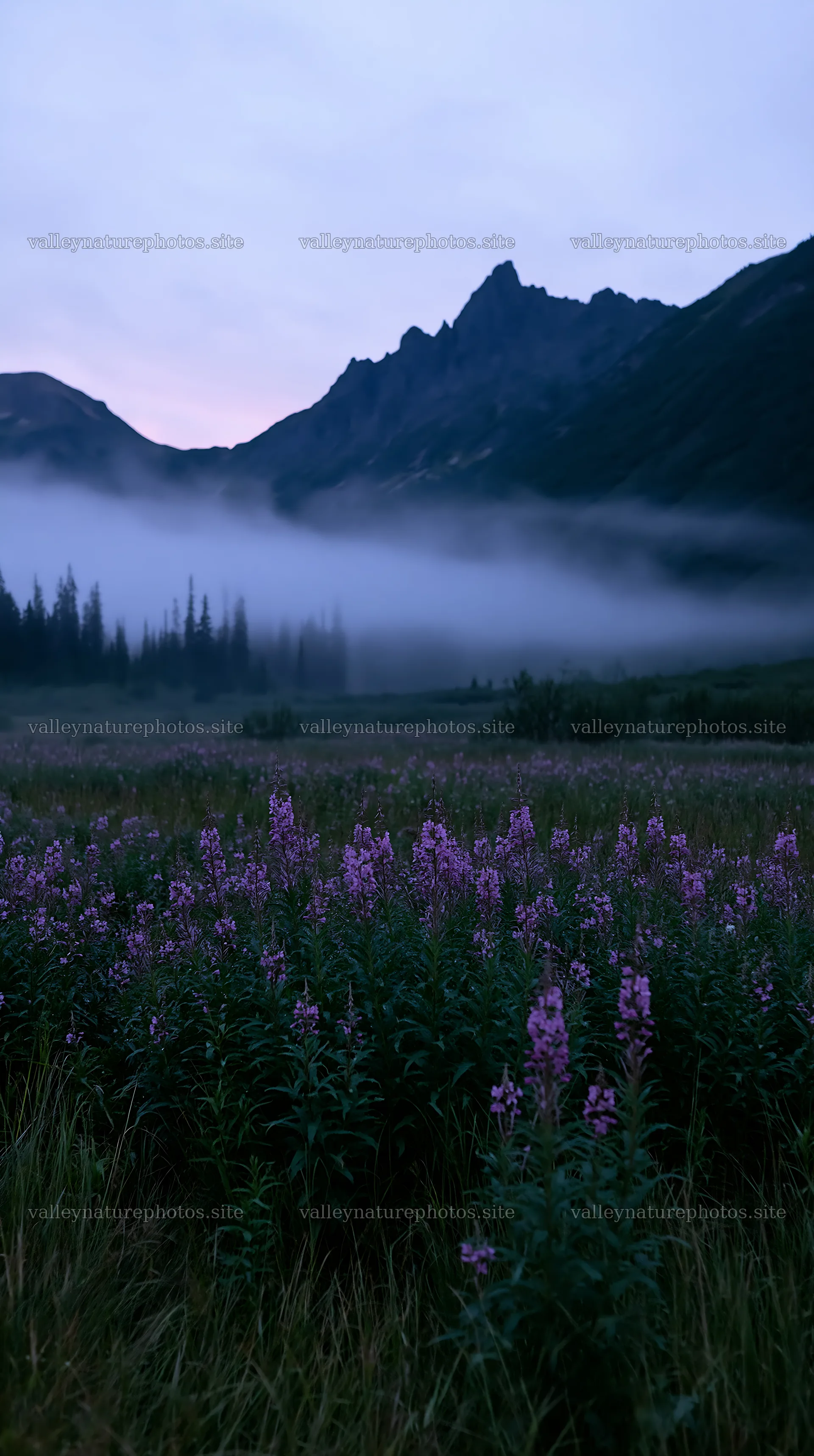 Flowers bloom in climate-resilient meadow at dawn – nature photography 5938x10608