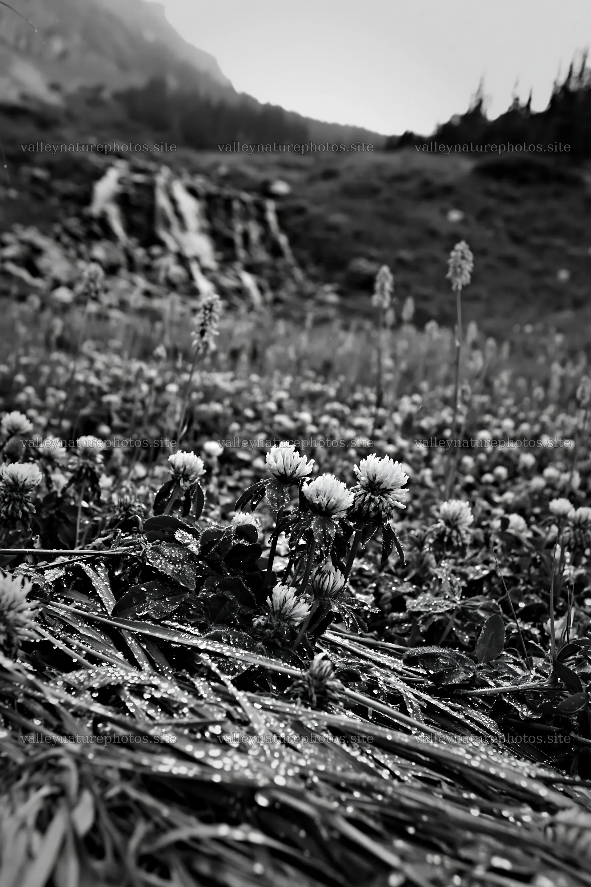 Alpine meadow with flowers and waterfall in summer – nature photography 6480x9722