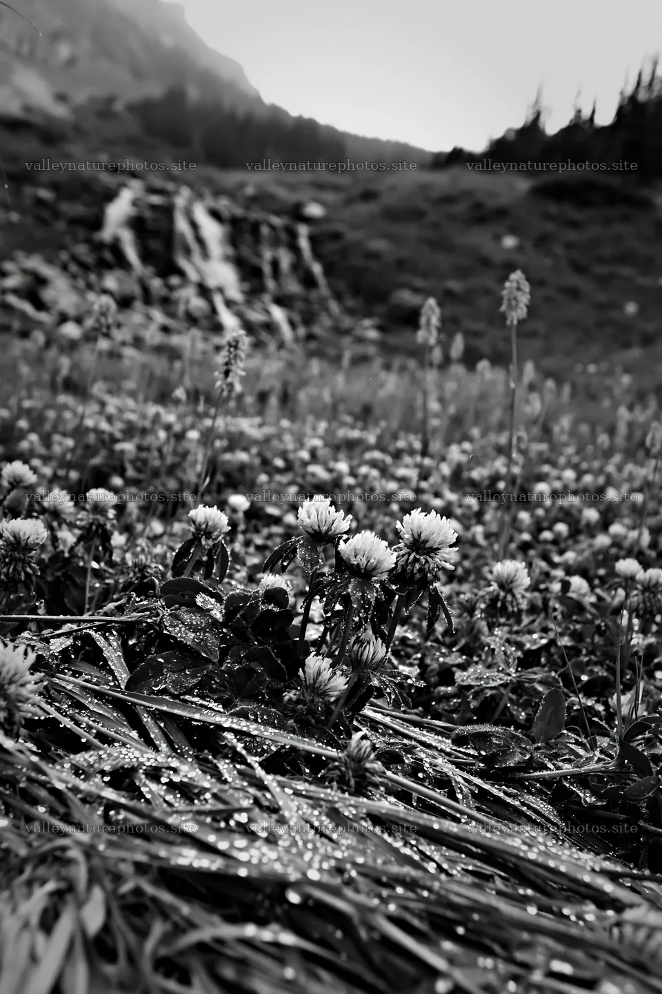 Alpine meadow with flowers and waterfall in summer – nature photography 6480x9722