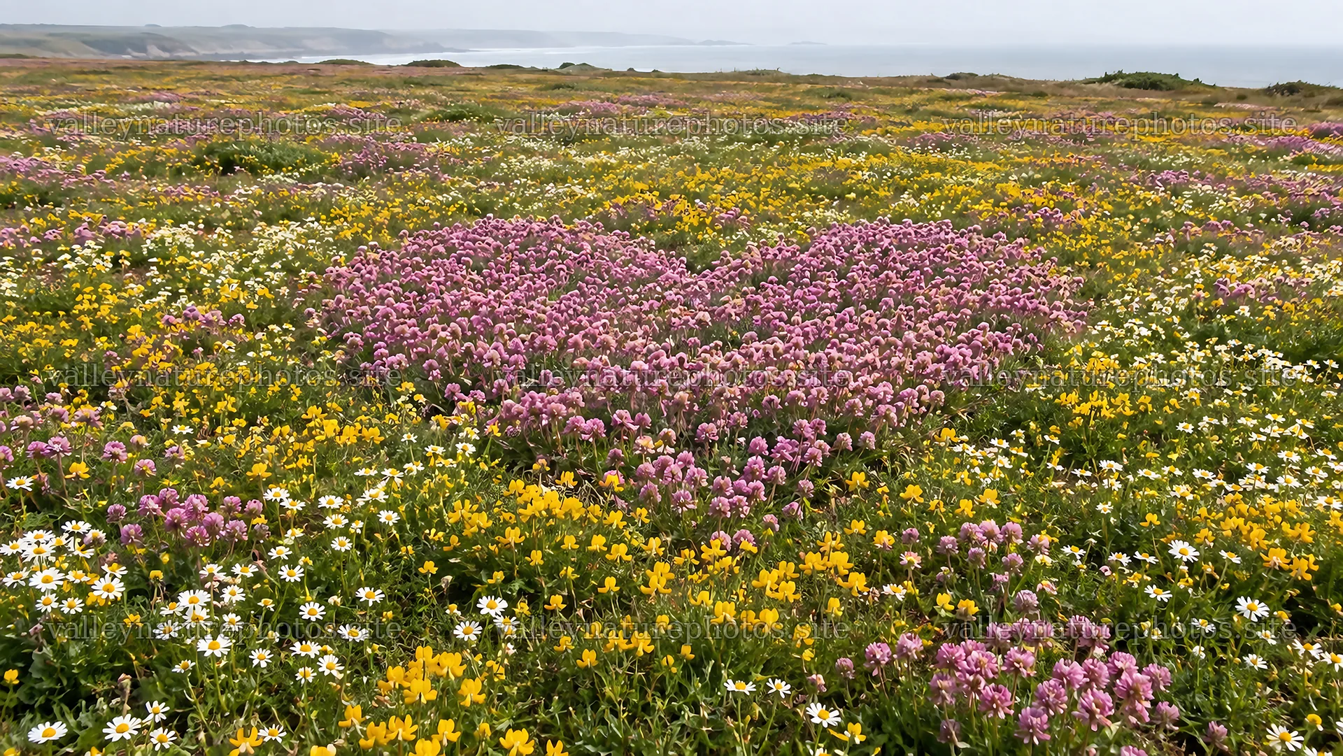 Heart-Shaped Patch of Pink Wildflowers – nature photography 10324x5812