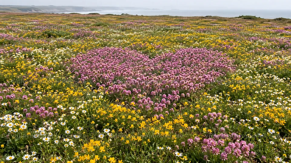 Heart-Shaped Patch of Pink Wildflowers – nature photography 10324x5812