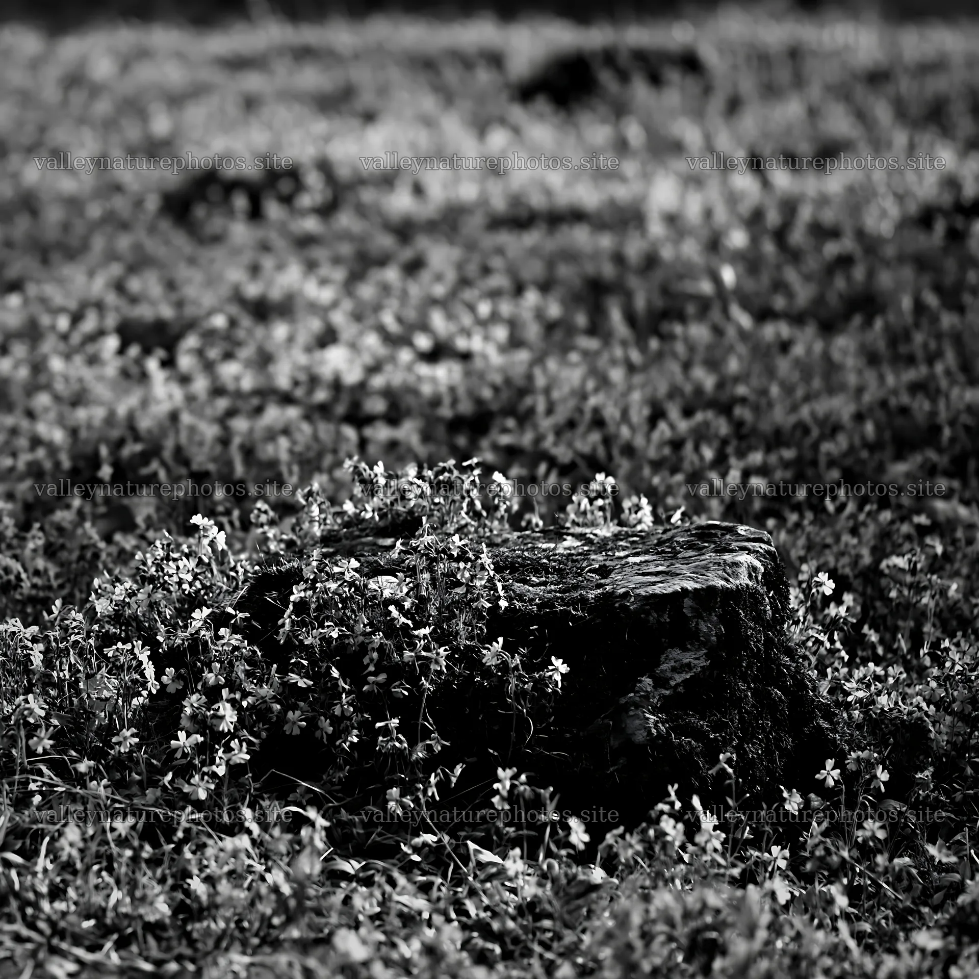 Mossy stone in a meadow during Miyagi spring recovery – nature photography 7938x7938