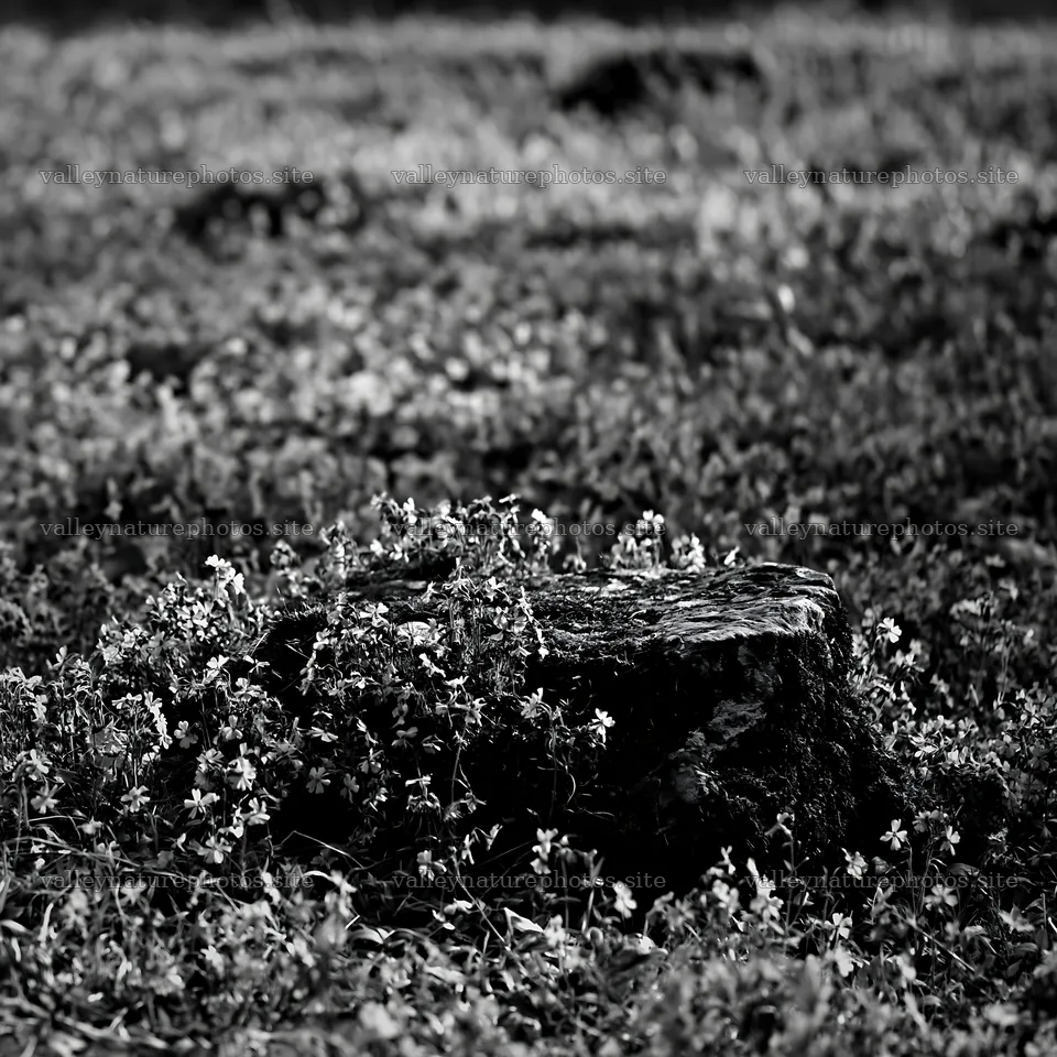 Mossy stone in a meadow during Miyagi spring recovery – nature photography 7938x7938
