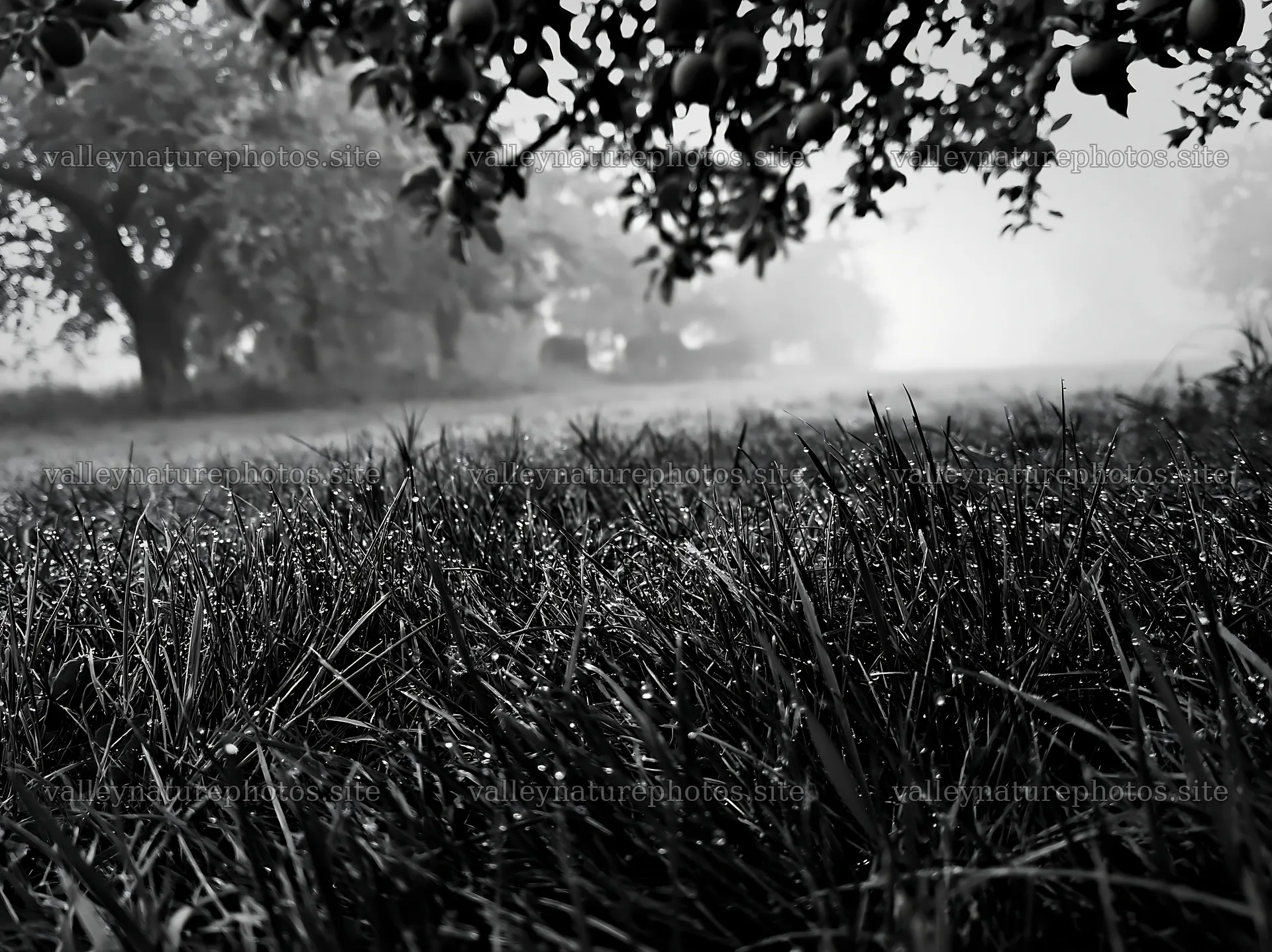 Foggy orchard meadow with dew on grass and trees – nature photography 9174x6866