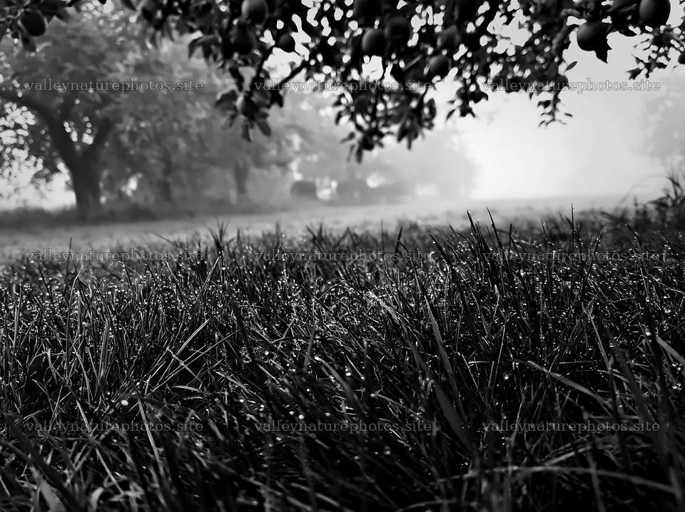 Foggy orchard meadow with dew on grass and trees – nature photography 9174x6866