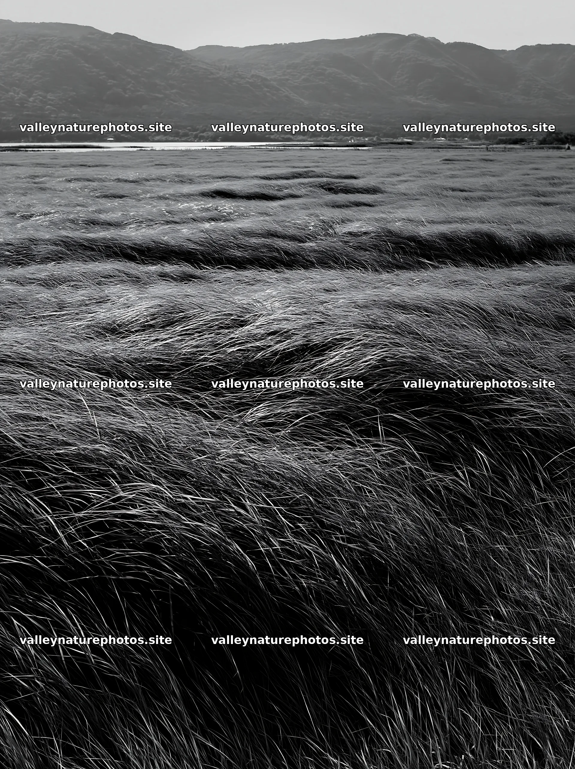 Shiga wetland meadow climate adaptation reeds sway in the wind – nature photography 6866x9174