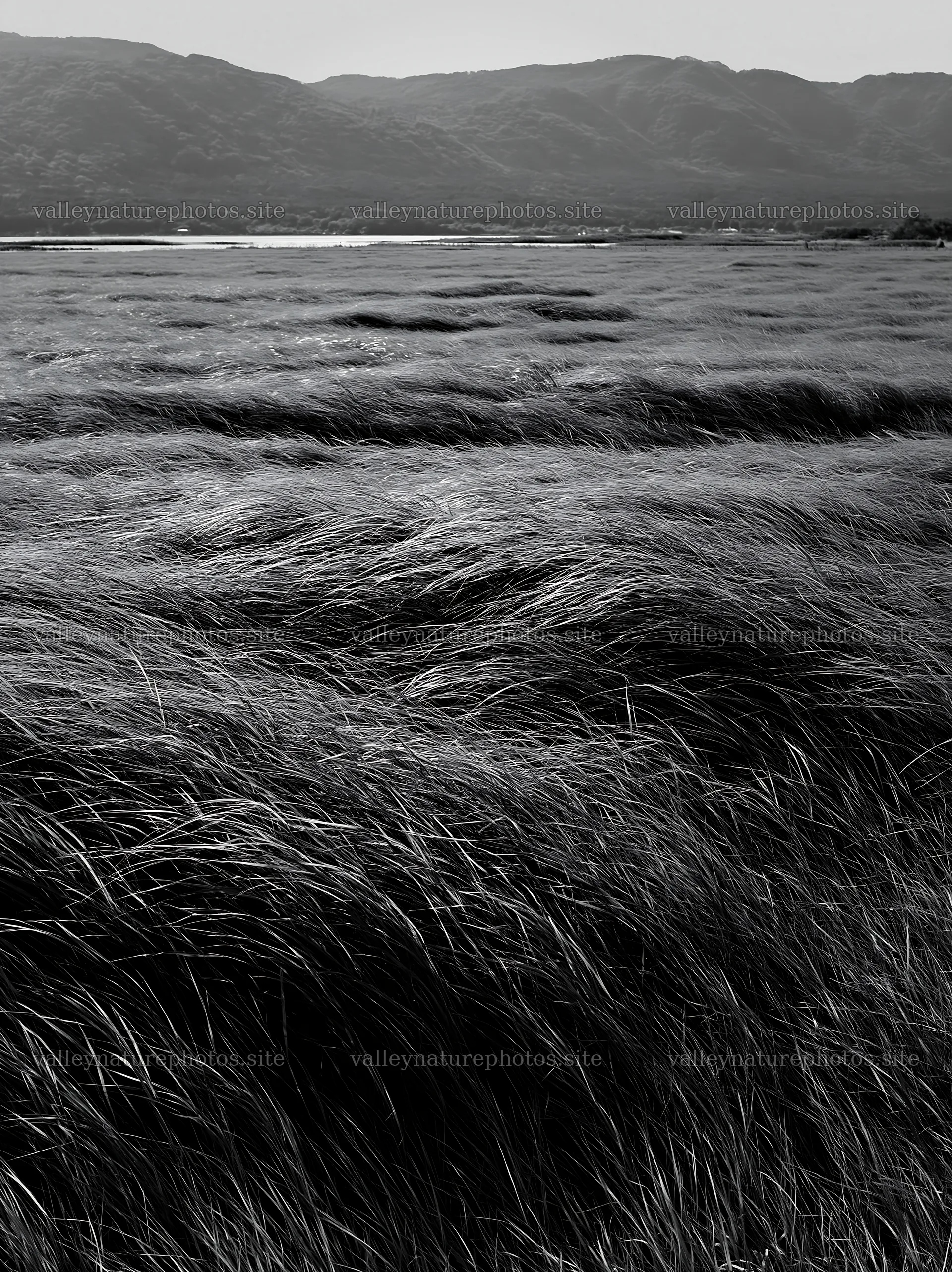 Shiga wetland meadow climate adaptation reeds sway in the wind – nature photography 6866x9174