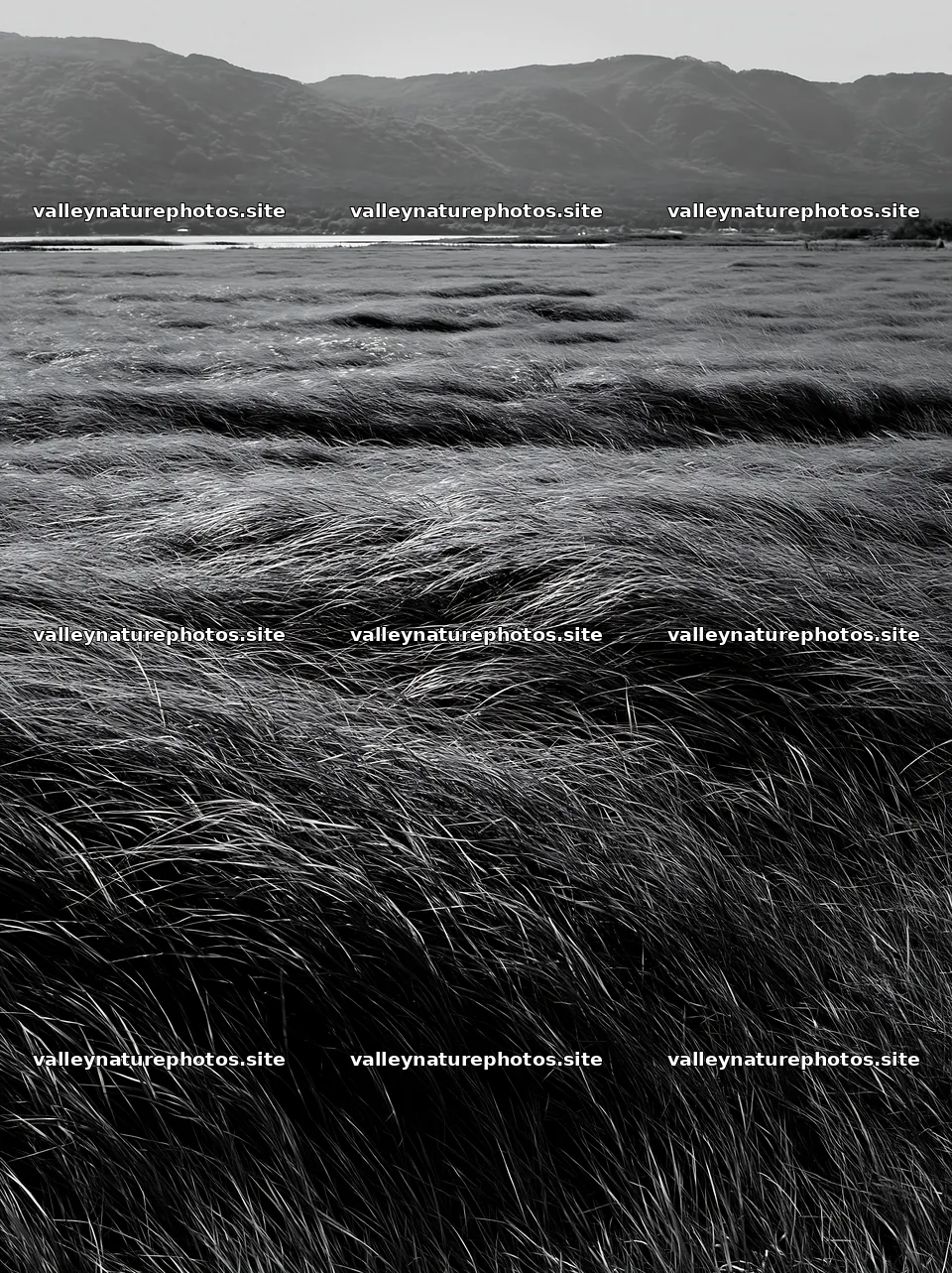 Shiga wetland meadow climate adaptation reeds sway in the wind – nature photography 6866x9174