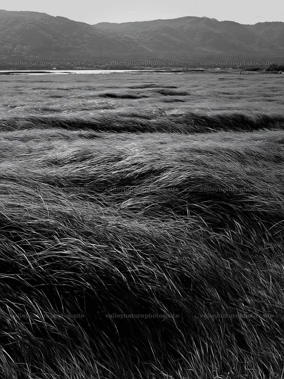 Shiga wetland meadow climate adaptation reeds sway in the wind – nature photography 6866x9174