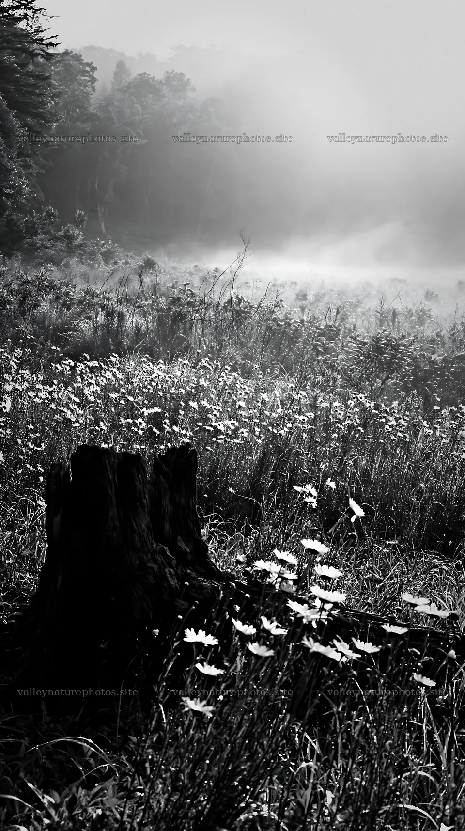 Fukushima meadow with weathered stump and wildflowers in fog – nature photography 5938x10608