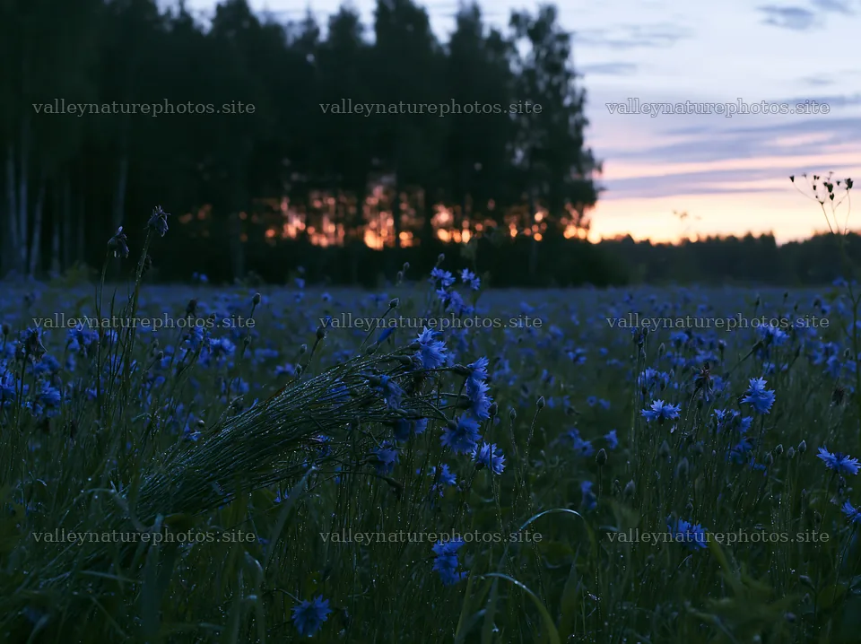 Cornflower meadow website header image – nature photography 9174x6866