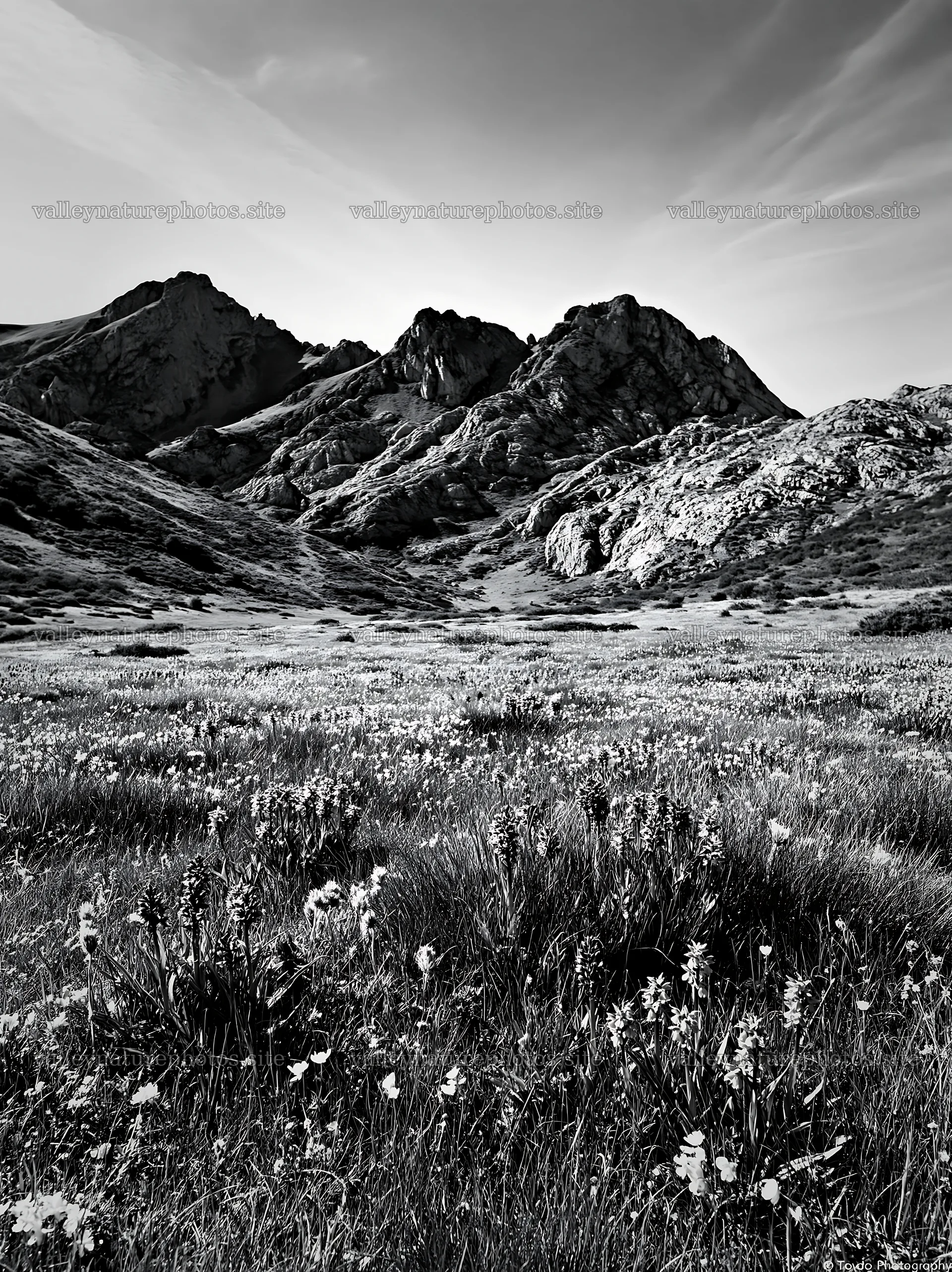 Colorful orchid meadow with mountains in the background – nature photography 6866x9174