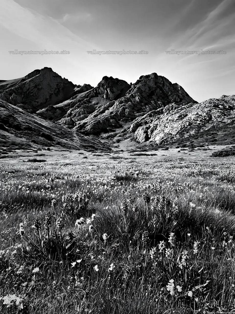 Colorful orchid meadow with mountains in the background – nature photography 6866x9174