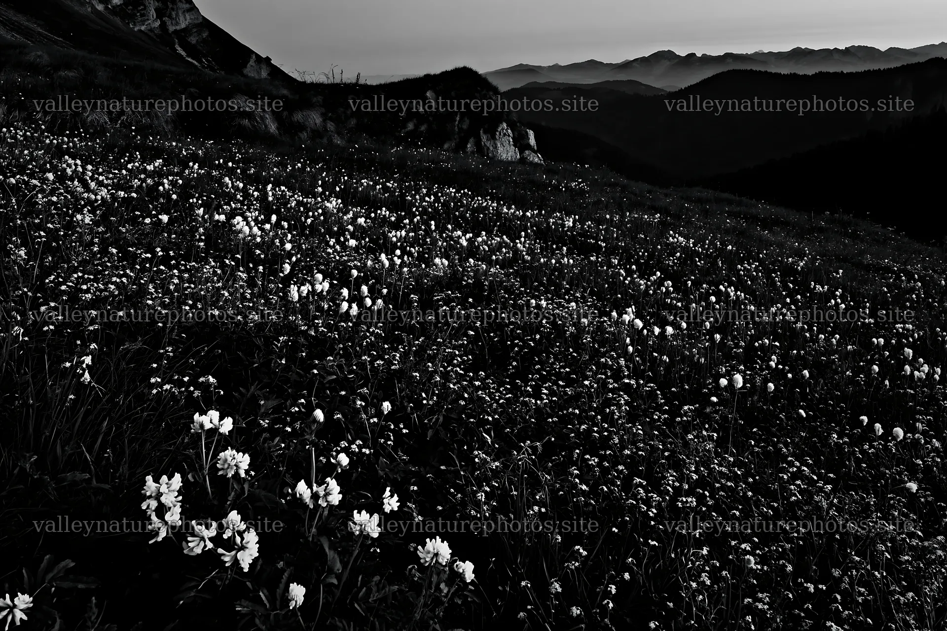 Clover speedwell meadow in black and white scene – nature photography 9722x6480