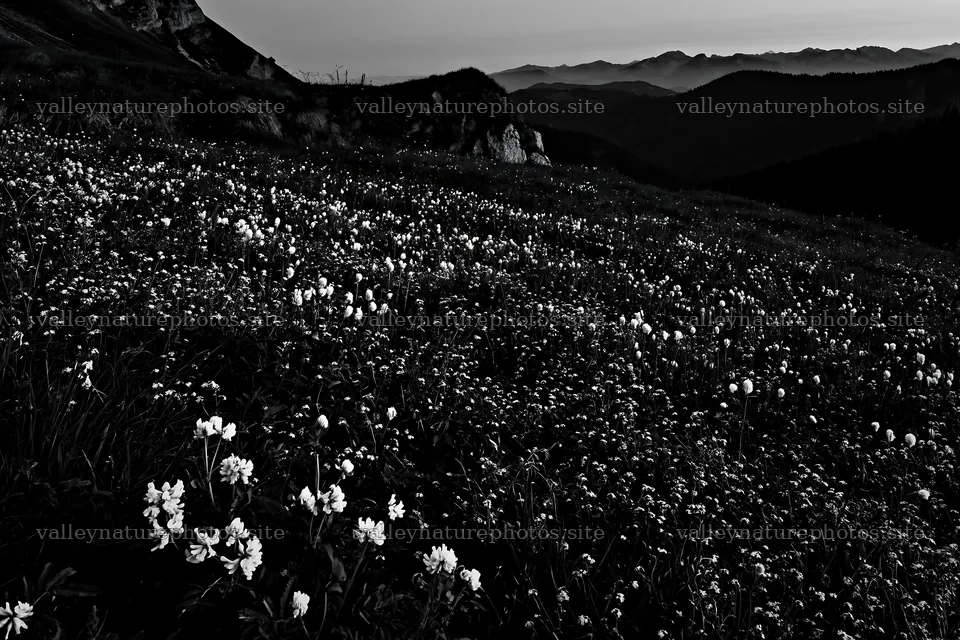 Clover speedwell meadow in black and white scene – nature photography 9722x6480