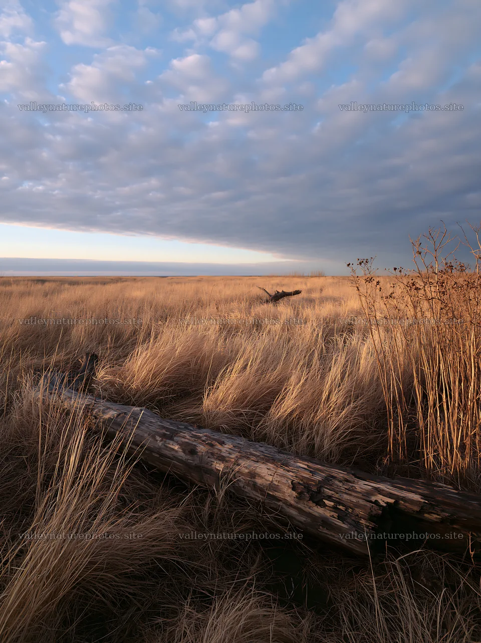 Ishikawa coastal meadow with storm washed driftwood – nature photography 6866x9174