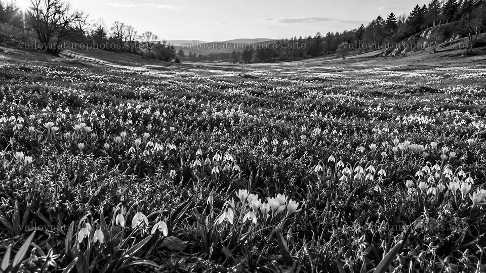 Monochrome Meadow of Delicate Spring Bulbs – nature photography 10324x5812