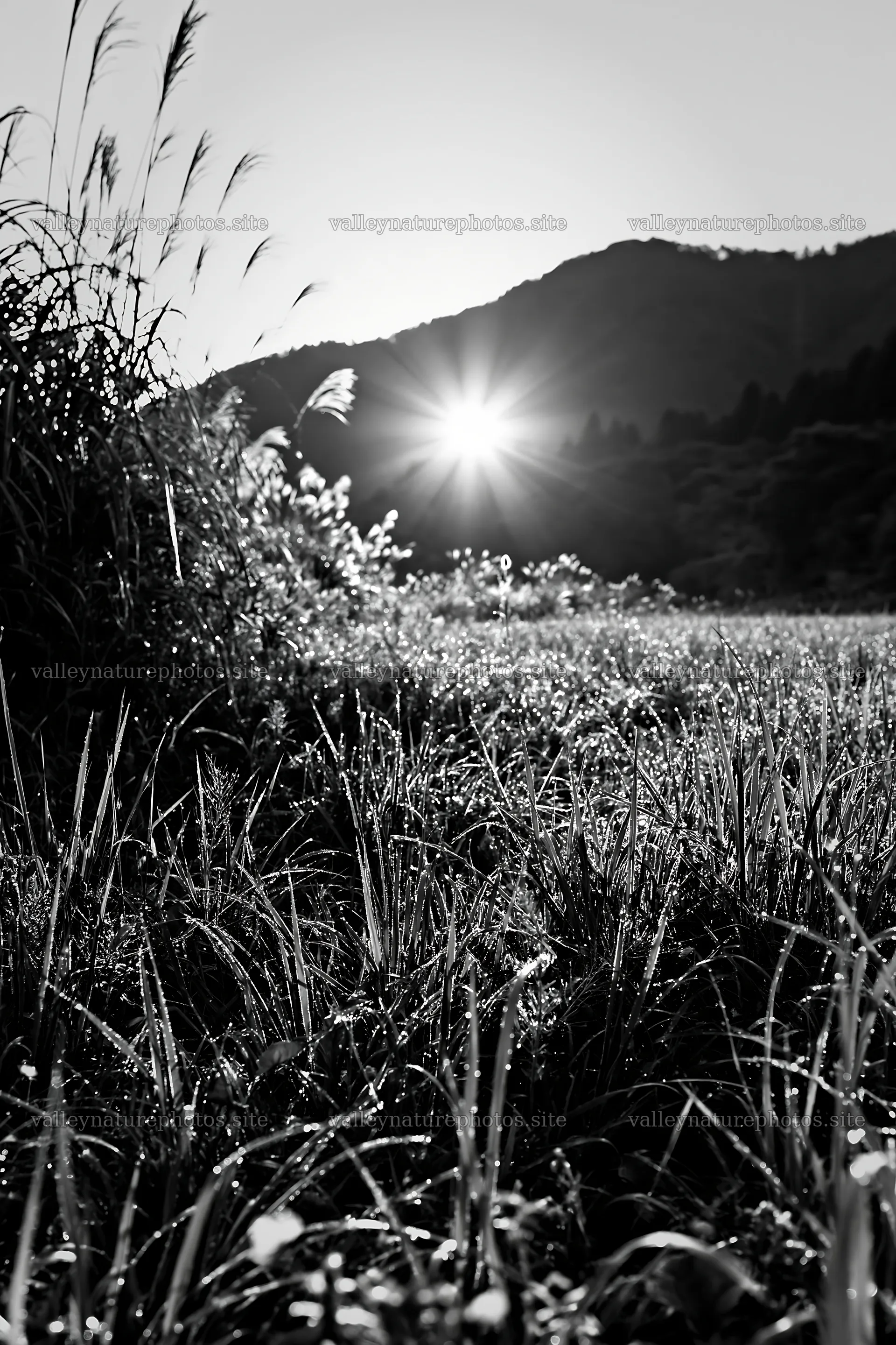 Fukui native grass meadow rain droplets sparkle in morning light – nature photography 6480x9722