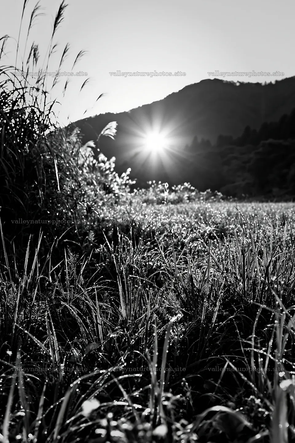 Fukui native grass meadow rain droplets sparkle in morning light – nature photography 6480x9722