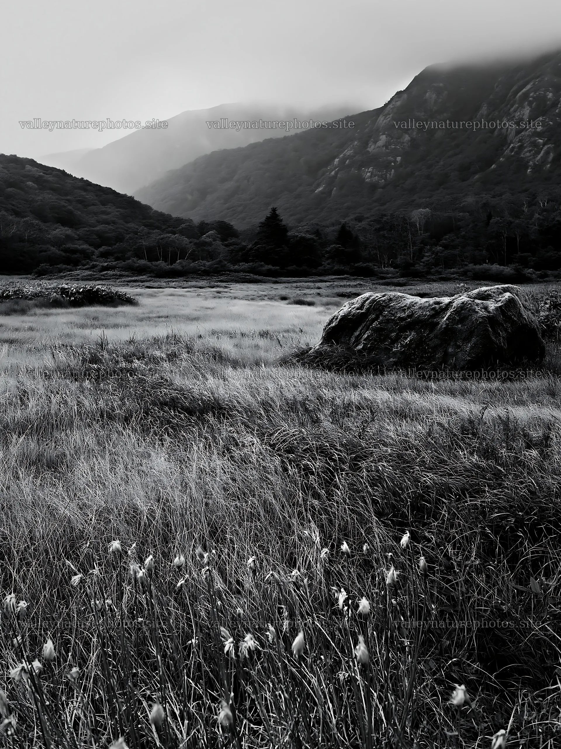 Aomori climate resilient meadow with boulder in natural setting – nature photography 6866x9174