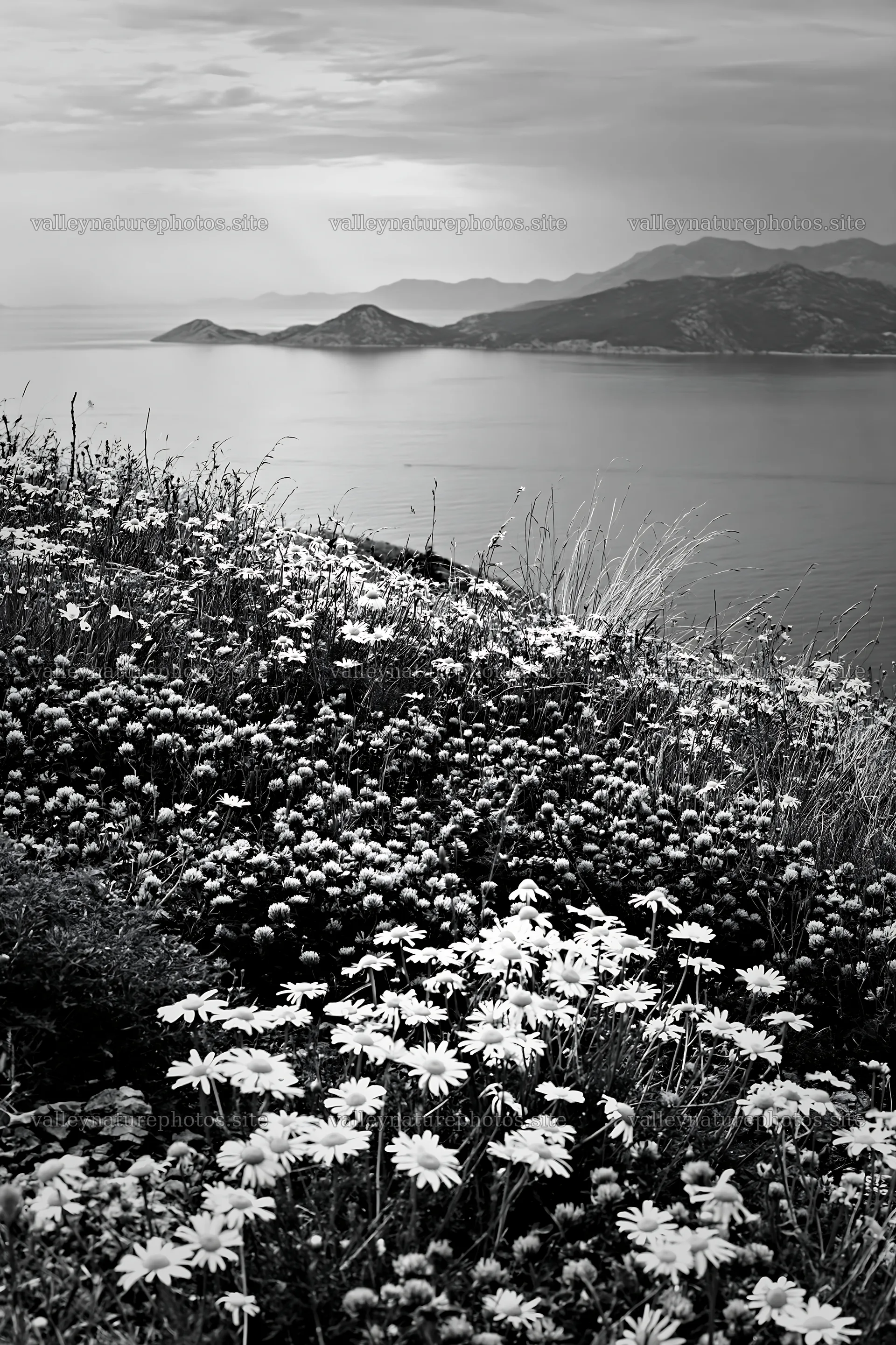 Meadow flowers above the Adriatic coast in Croatia – nature photography 6480x9722