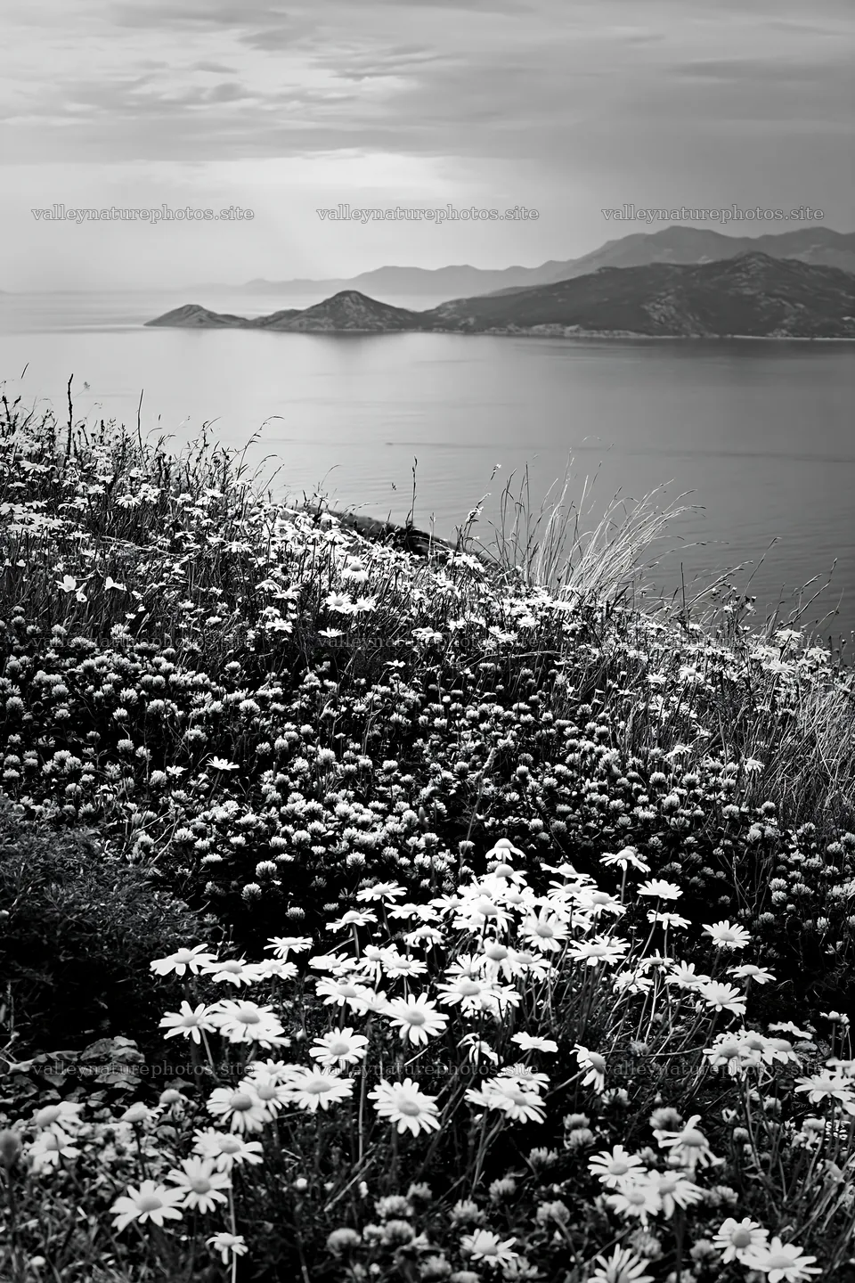 Meadow flowers above the Adriatic coast in Croatia – nature photography 6480x9722