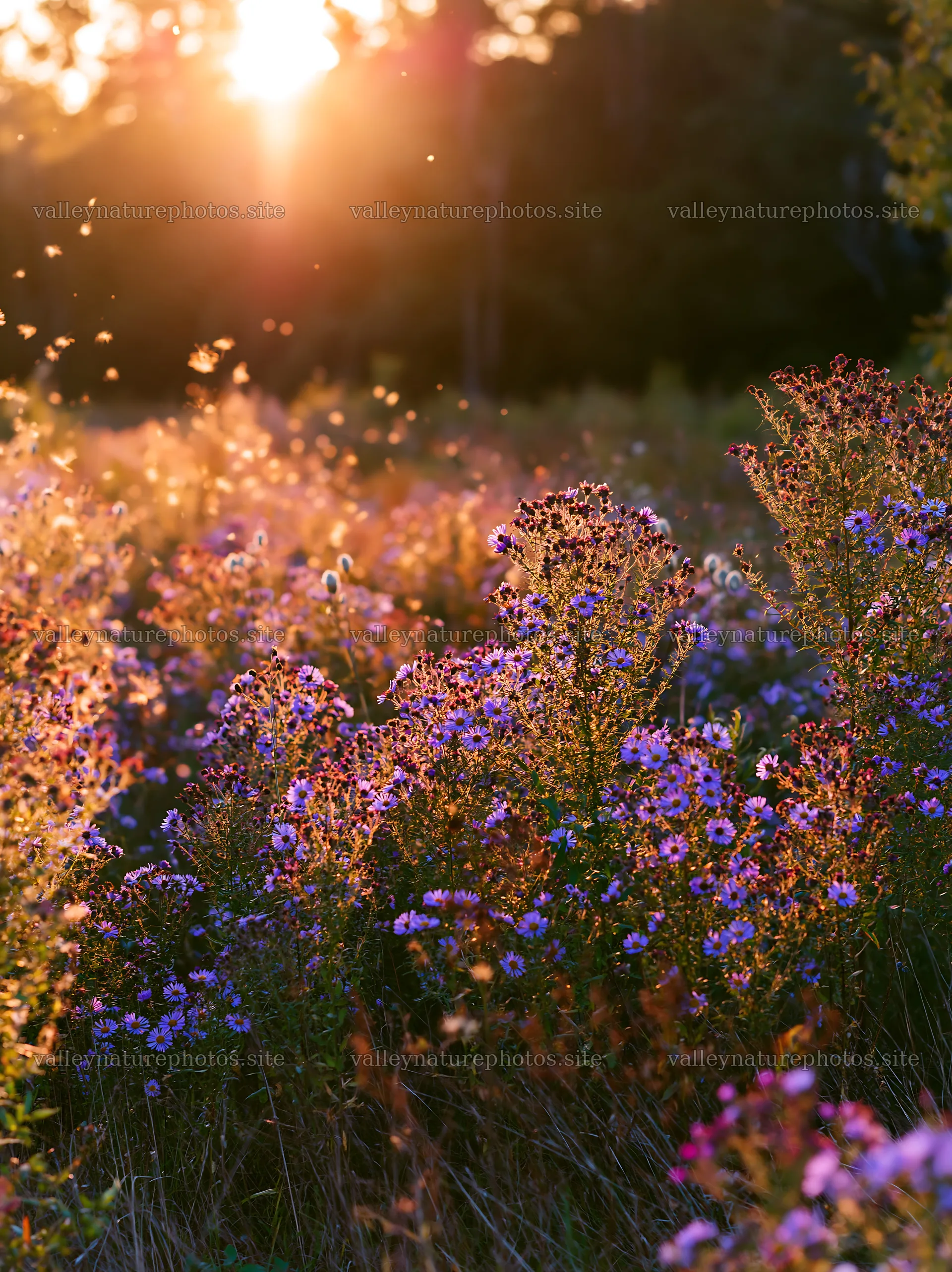 Colorful aster meadow under soft sunlight in the evening – nature photography 6866x9174
