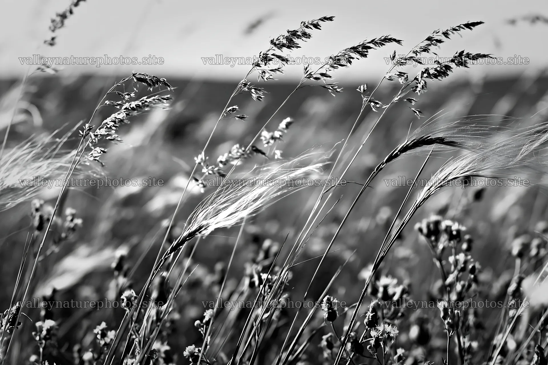 Meadow grass swaying in the wind under clear sky – nature photography 9722x6480