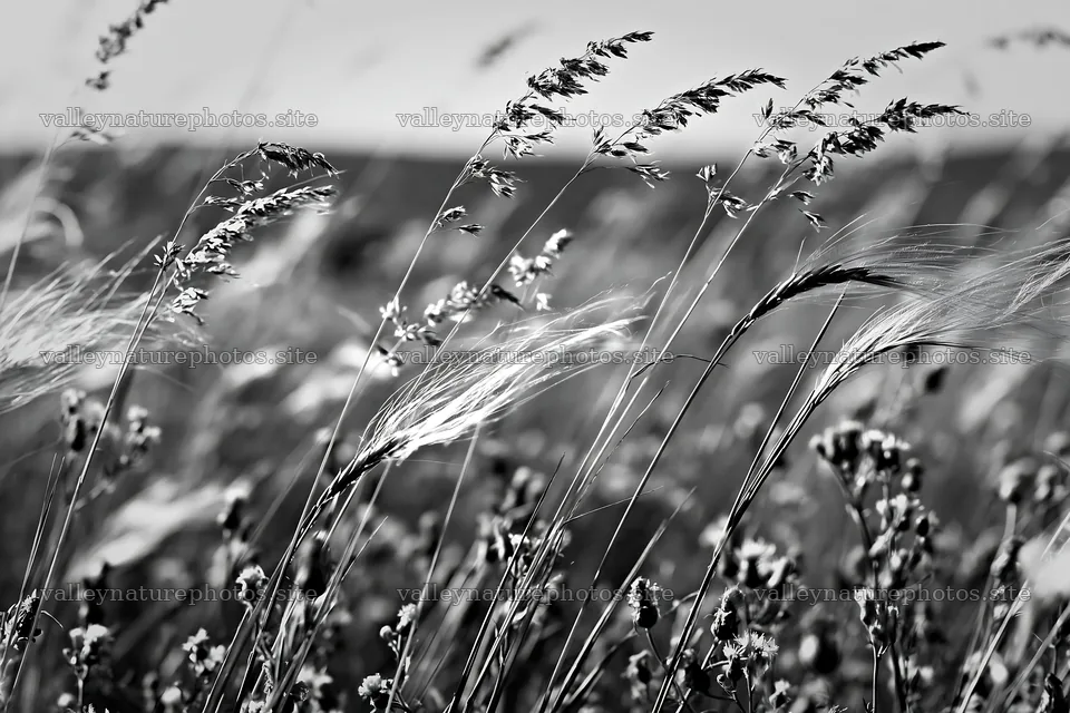 Meadow grass swaying in the wind under clear sky – nature photography 9722x6480