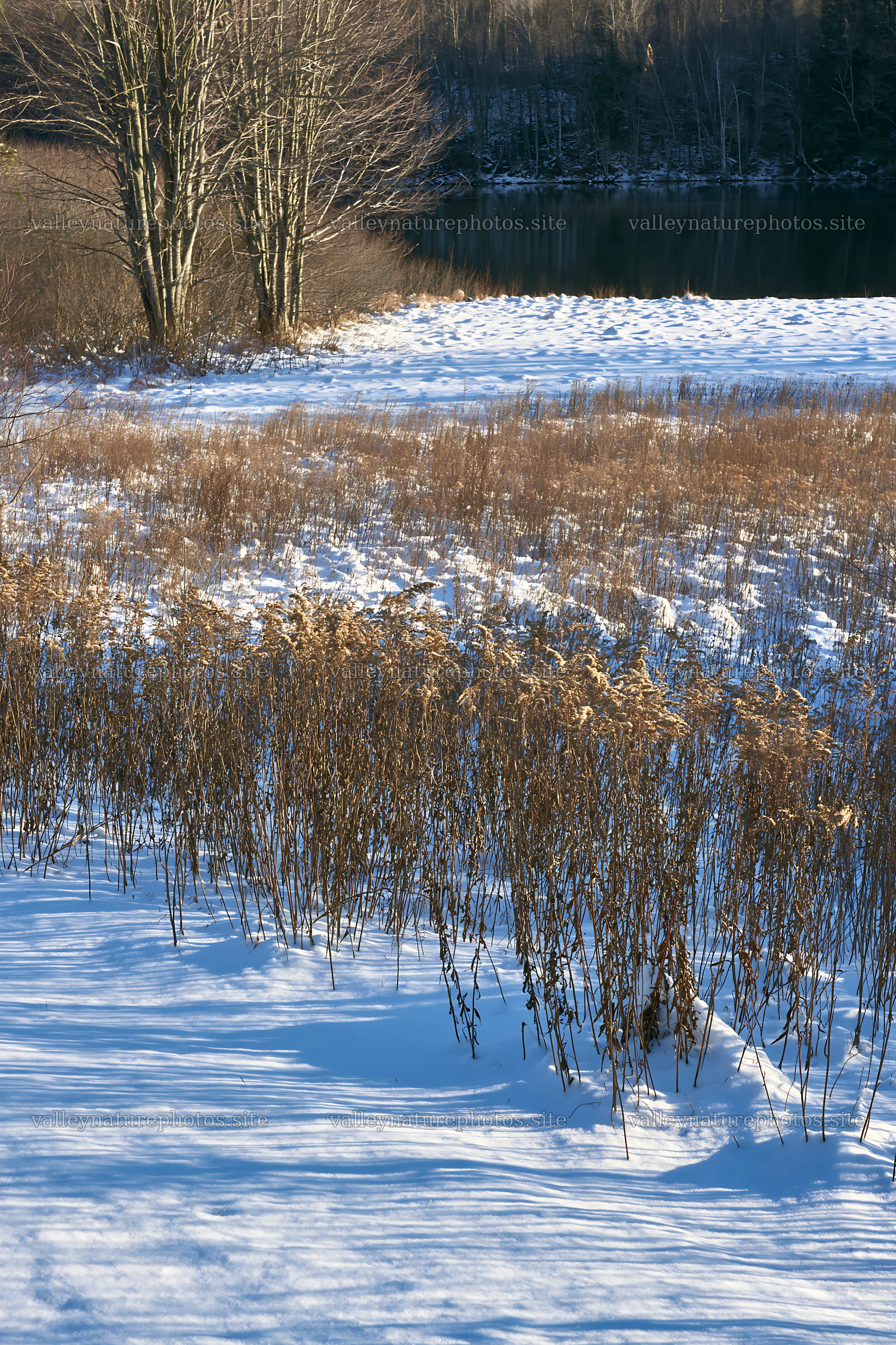 Lakeside meadow after first snowfall with grasses and trees – nature photography 6480x9722