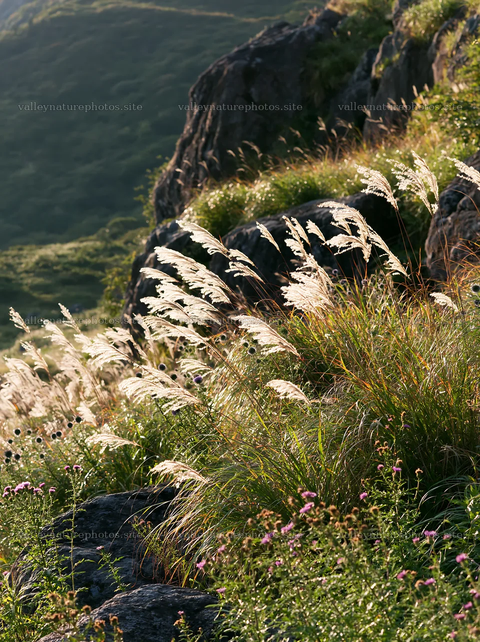 Oita highland meadow with granite stones and tall grass – nature photography 6866x9174