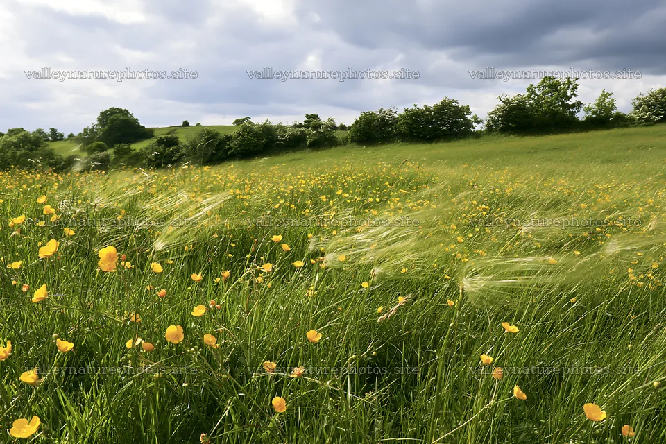 Yorkshire Dales buttercup hay meadow in windy weather – nature photography 9722x6480