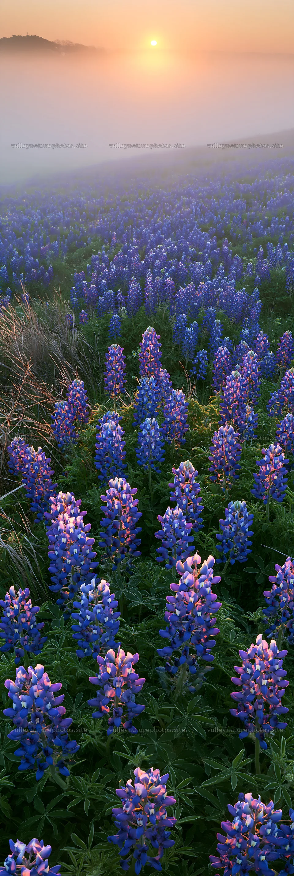 Bluebonnet meadow at sunrise – nature photography 4602x13690