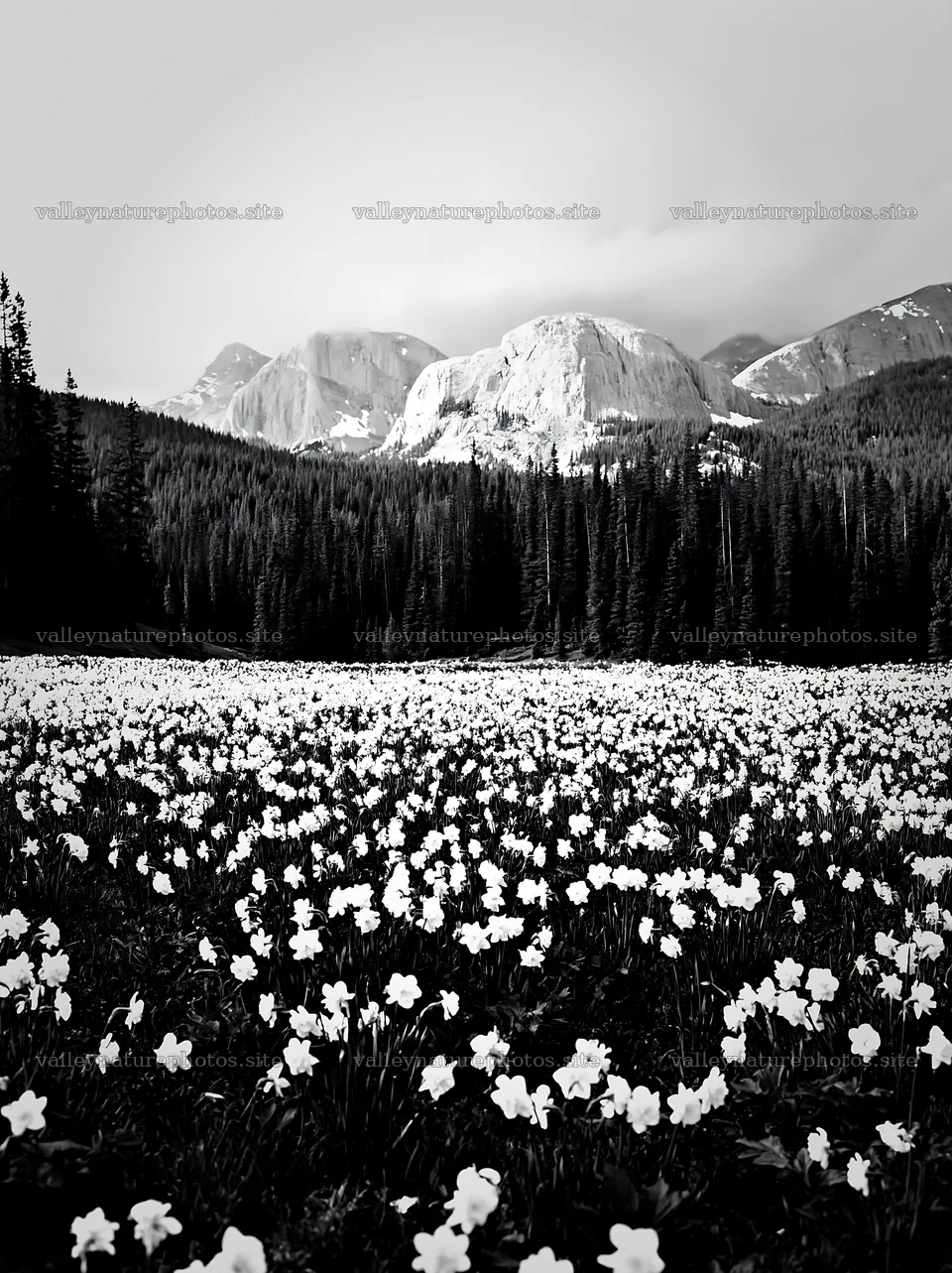 Meadow with white flowers and mountains in black and white – nature photography 6866x9174