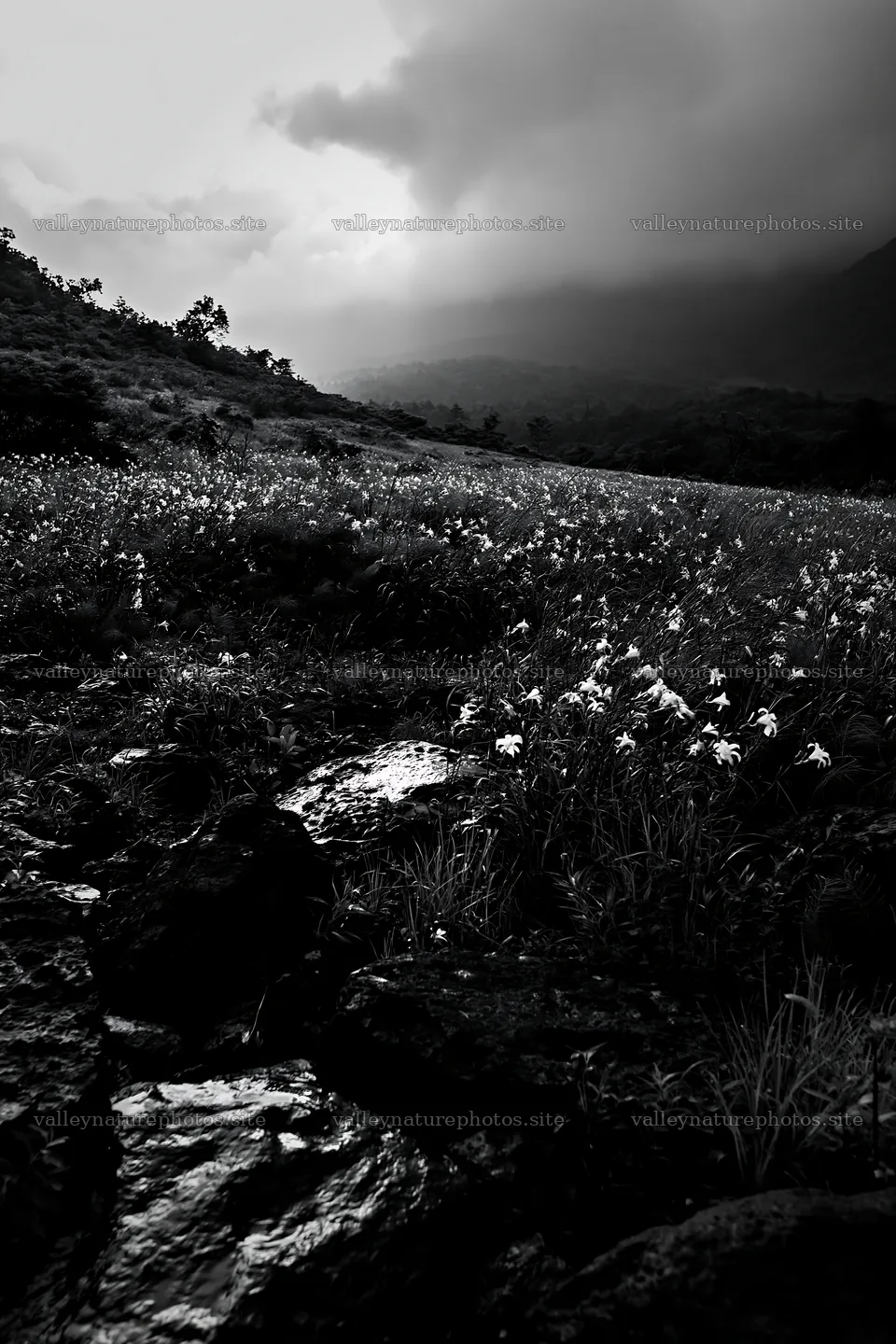Yamanashi regenerative meadow with basalt stones in cloudy weather – nature photography 6480x9722