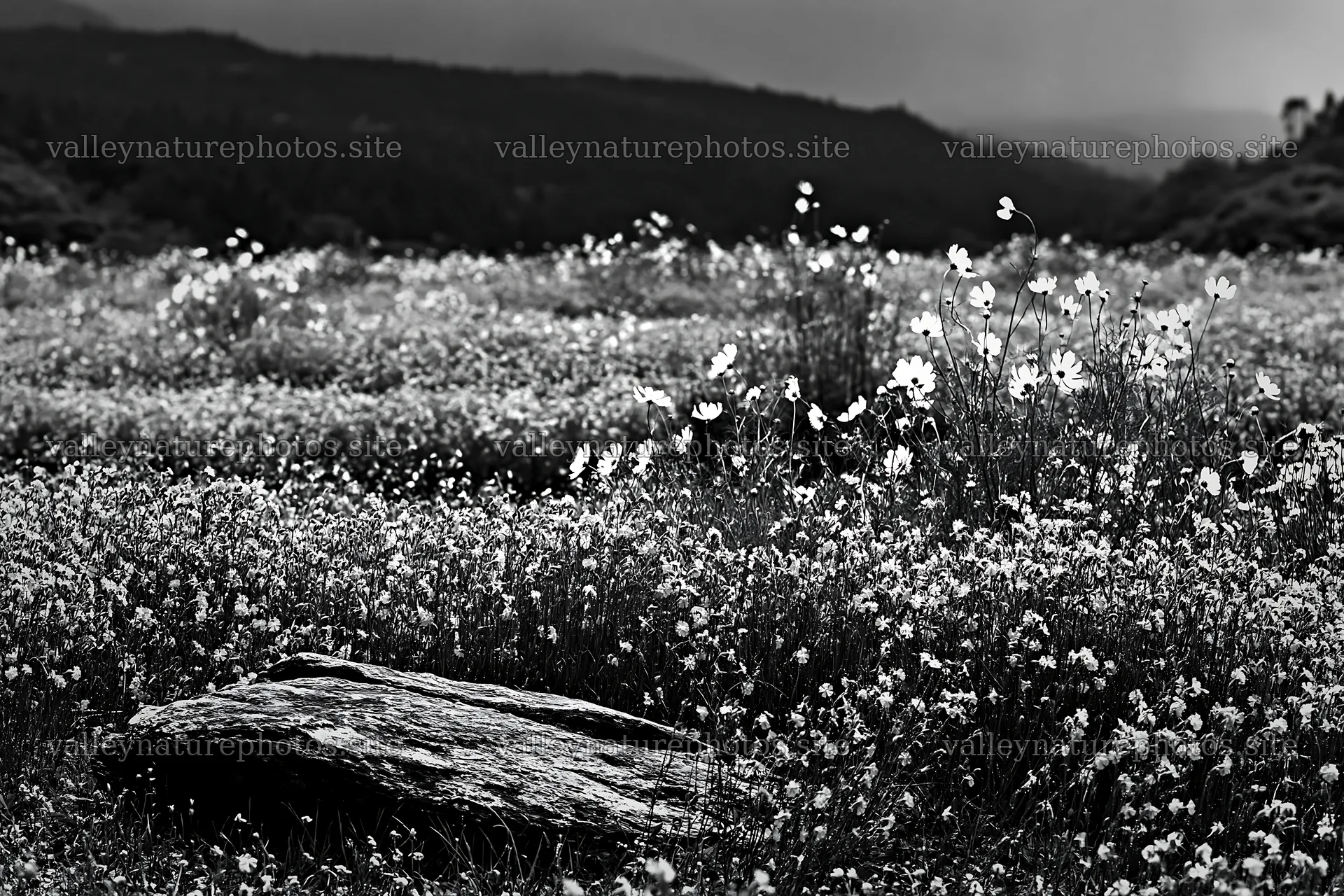 Wildflower meadow with stone in Kyoto during spring – nature photography 9722x6480