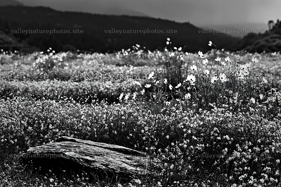 Wildflower meadow with stone in Kyoto during spring – nature photography 9722x6480
