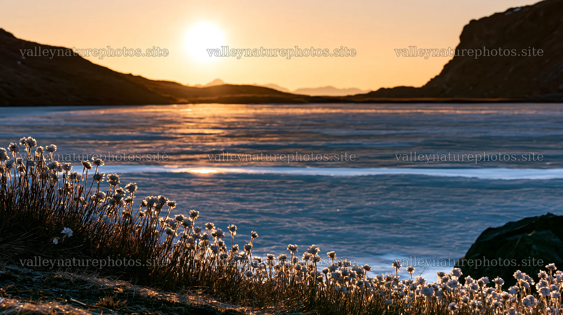 Frozen tarn meadow at sunset with blooming flowers – nature photography 10608x5938