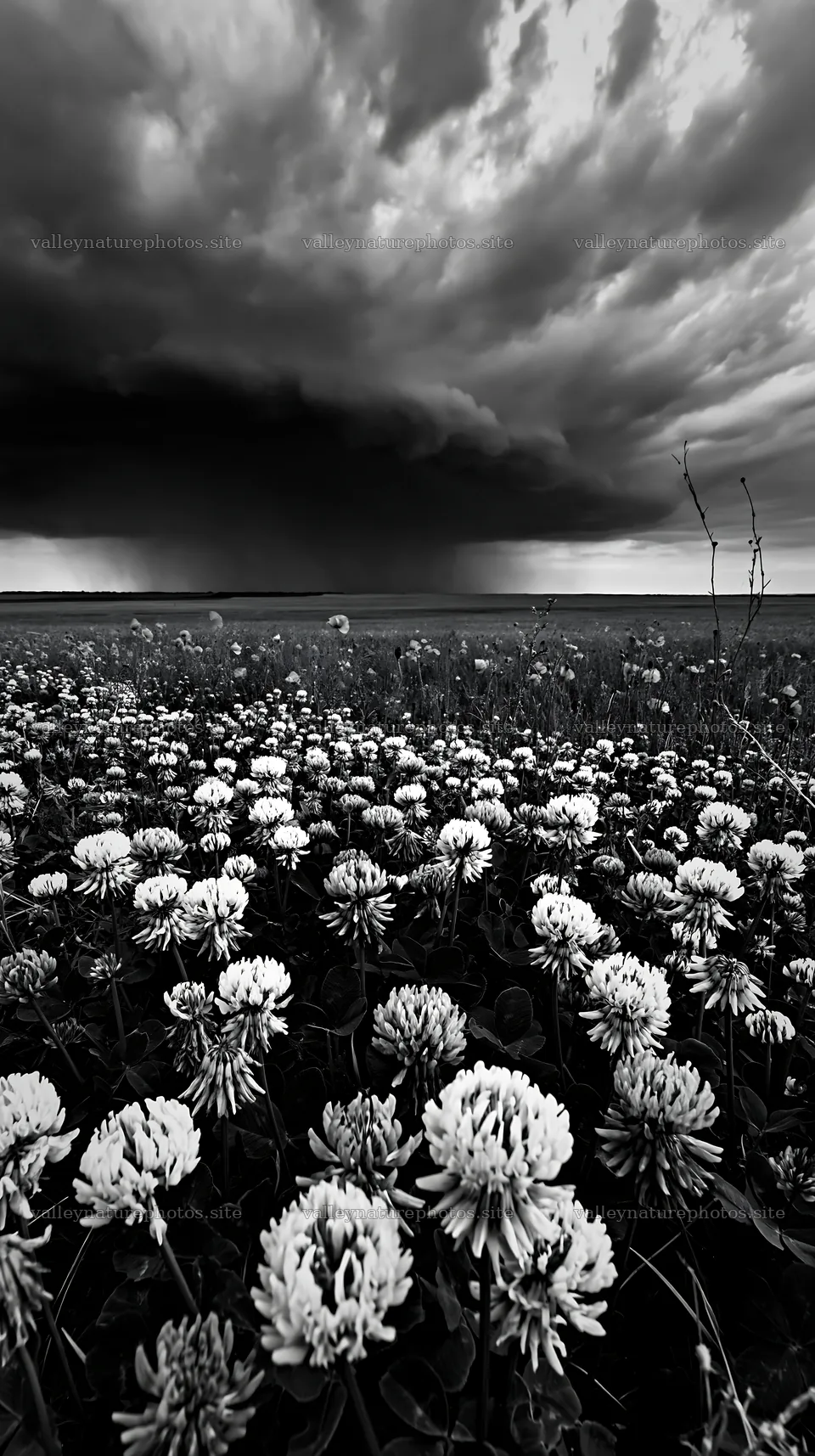 Colorful clover meadow under a dramatic sky – nature photography 5938x10608