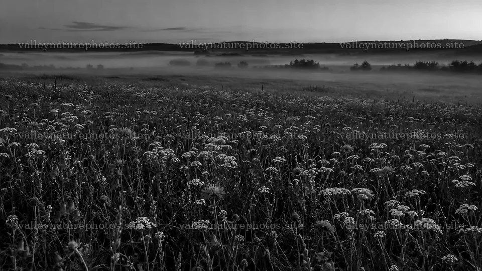 Dark Monochrome Meadow with Wildflowers and Mist – nature photography 10324x5812
