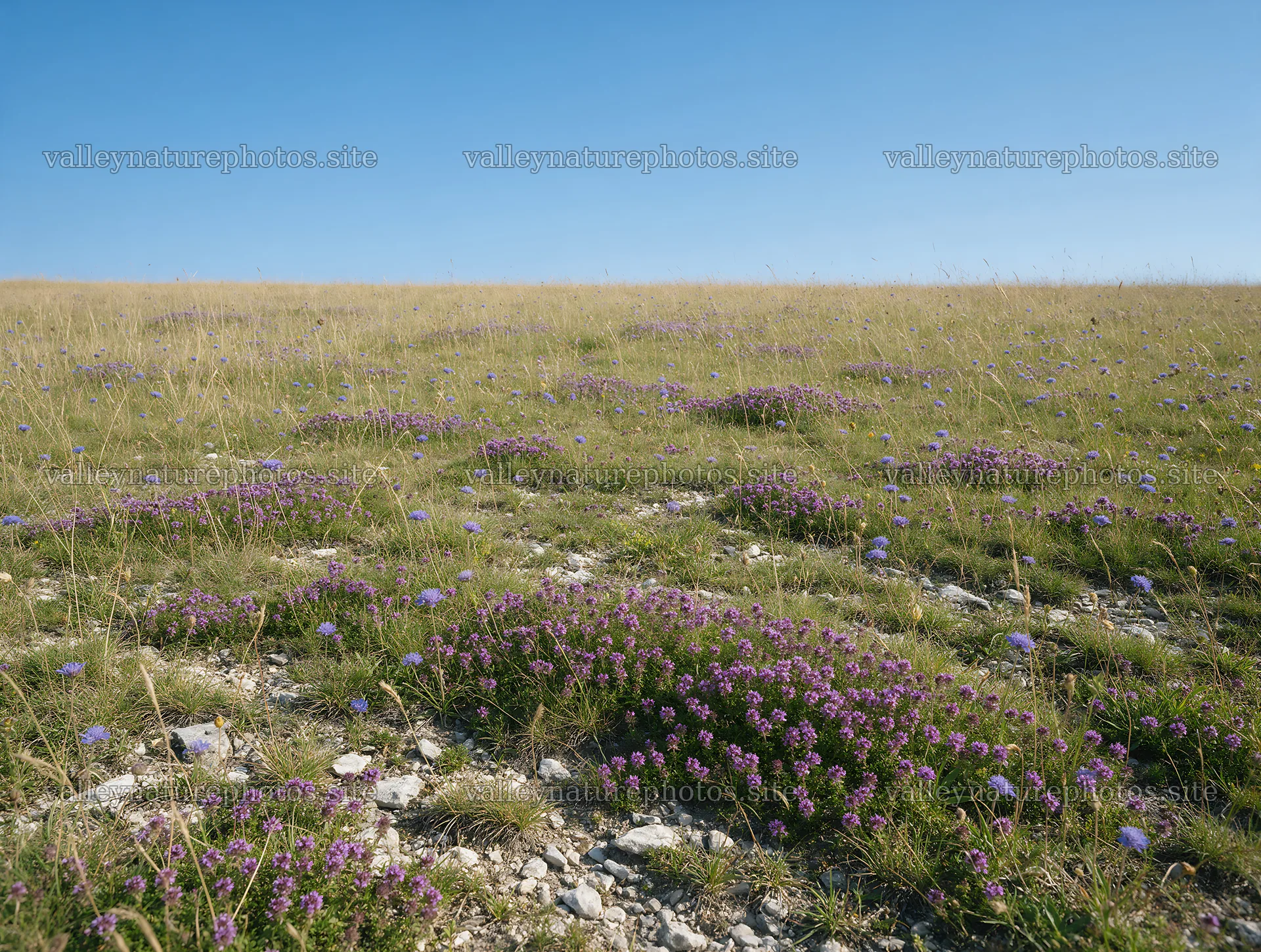 Sunny meadow with wild thyme and rocky ground – nature photography 9134x6898