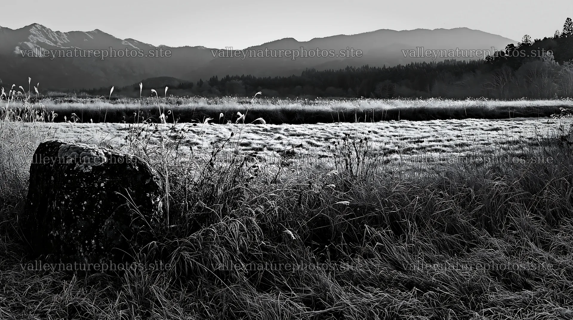 Aomori climate resilient meadow with boulder in early morning light – nature photography 10608x5938