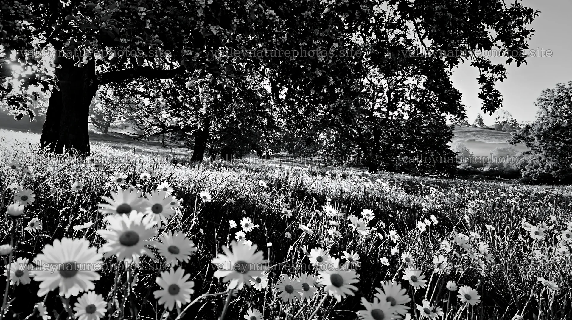 Daisies growing in an apple meadow under trees – nature photography 10608x5938