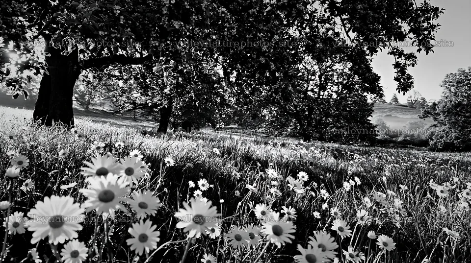 Daisies growing in an apple meadow under trees – nature photography 10608x5938